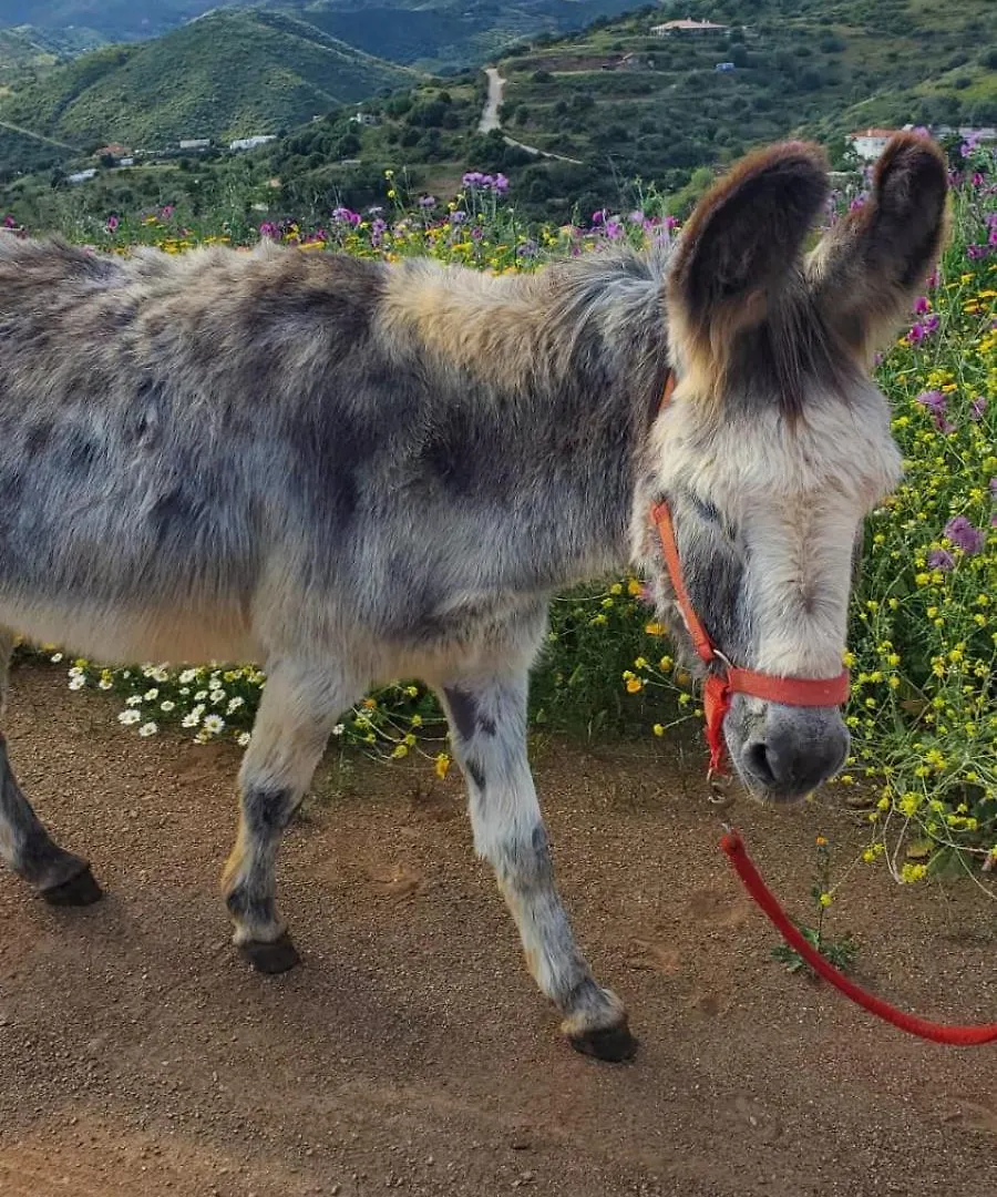別荘 Finca Cornelia マラガ スペイン